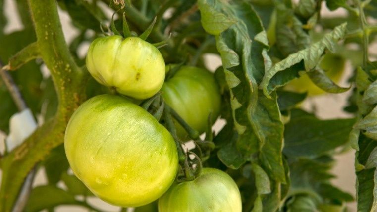 ��� �������� ���������� ���������: ������� ������, ������� ��������