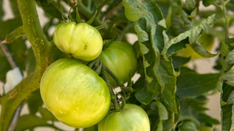 Как ускорить созревание помидоров: простой способ, который работает