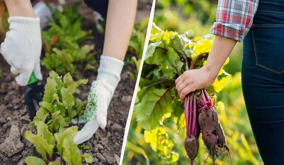 ���� ��� ������: ������� �������� ���������