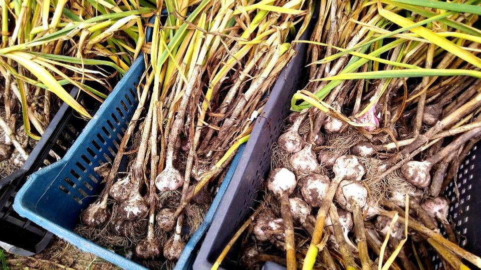 ��� ��������� ������ ������ � ���: ������� ������������ ������