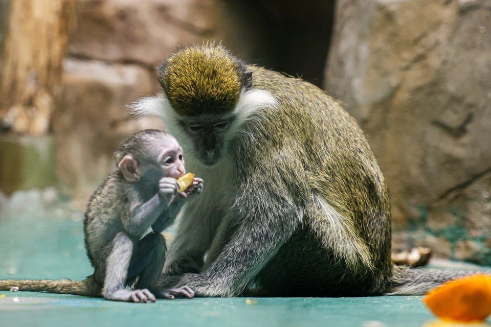 � ���������������� �������� �������� ��� ��� ������ ������� ��������