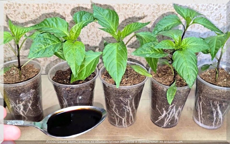 ��� ��������� ��������� �������: ������ ��� ���������� �����������