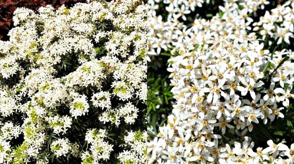 �������� ������ ���� ���������� � ��������� ����������� ������