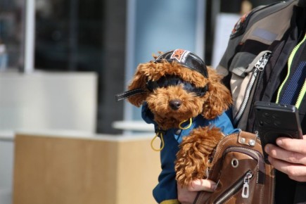 Свердловские байкеры даже собак возят в мотошлемах