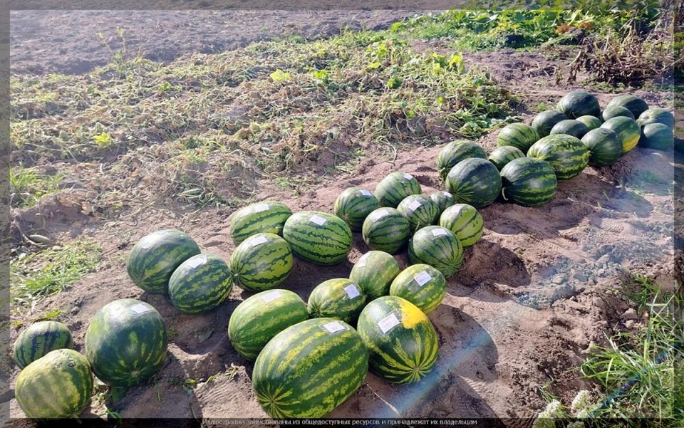 ��� ��������� ������� ������: ������� � ������ ��� �������� ������� ������