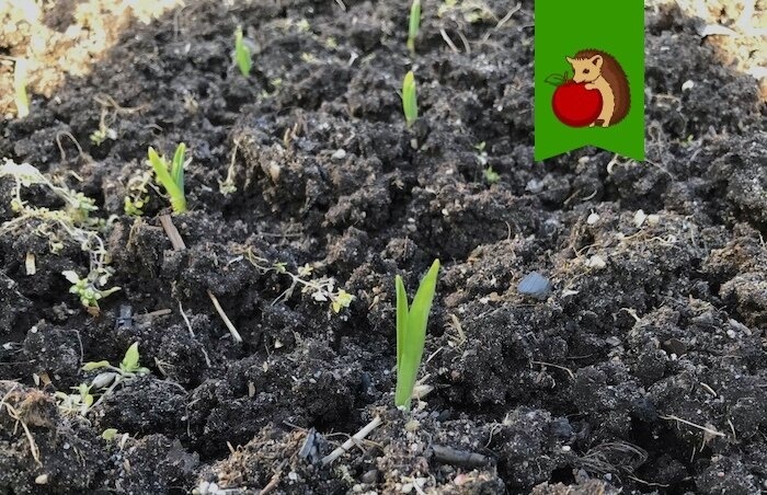 Пробуждение осеннего чеснока: советы по его защите от морозов