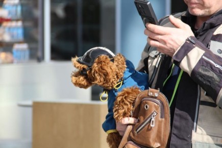 Вот такими милыми кадрами поделились наши коллеги из Госавтоинспекции Свердловской области