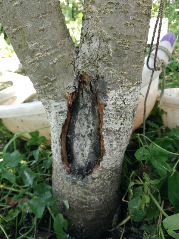 ��� ���������� ������ ������� �� ���� �������� ��������: ���������� ������