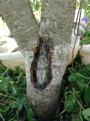 Как эффективно лечить трещины на коре плодовых деревьев: актуальные советы