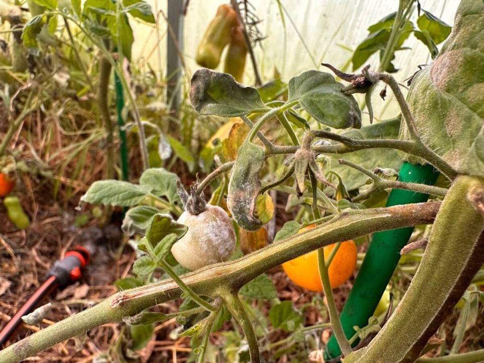 ������� ������� �� ������: ��� ������������� � ������ ������