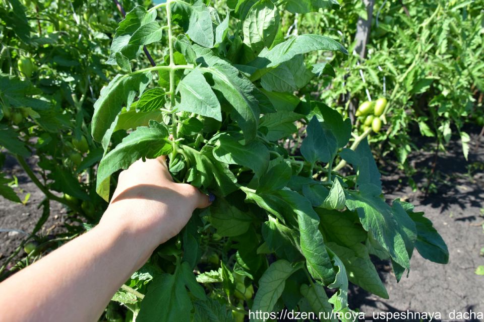 ��� ������������ �������� �����: 4 ���������� ������� ��� ������ ����