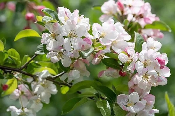 Весна: яблоня с яркими плодами и впечатляющей урожайностью