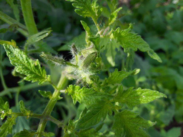 ������ ��������� �������: ��� ����� ����� � �������������