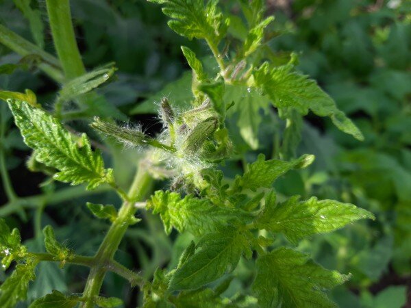 Вторая подкормка томатов: что нужно знать о биопрепаратах