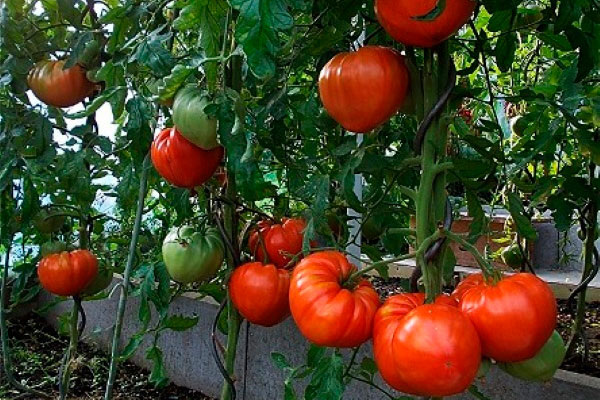 Томаты Шапка Мономаха: секреты успешного выращивания и вкусные плоды