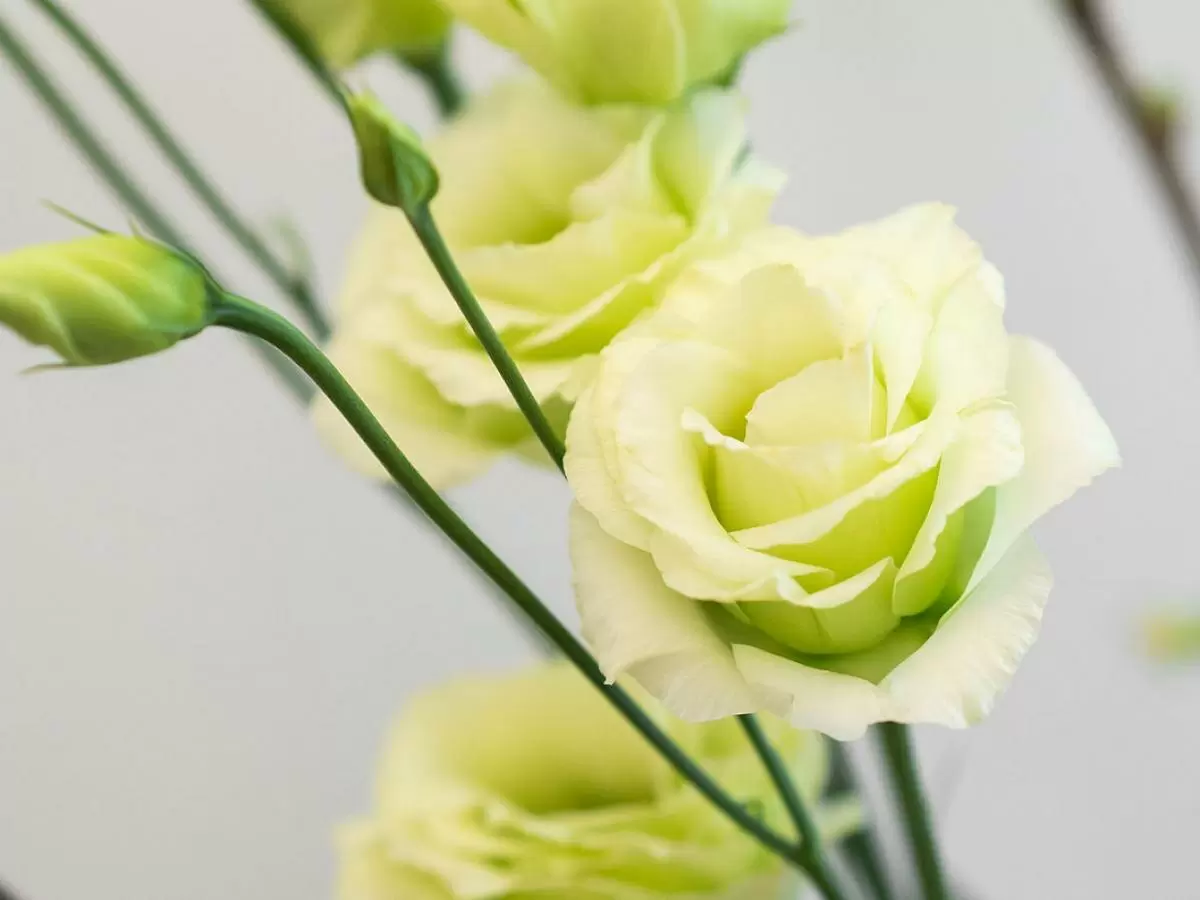 Эустома: секреты успешного полива для идеального цветения