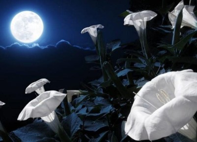 ��� � ����� ����: �����, ������� ������� �����