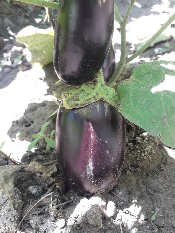 ��������� ������� �� ������: ������� �������� ���� ��������� ���������