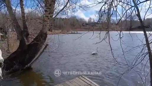 Лебеди, спасённые зимой в Тугулымском районе, вернулись в дикую природу