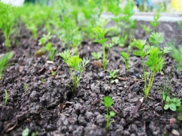 ����������� ������� ������ ������� ��� ������� ������