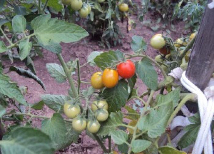 �������� ��������� ���������: ������� �������� � ����������