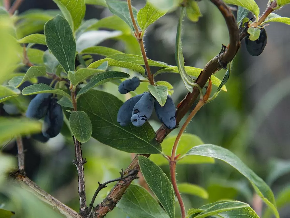 Секреты ягодных кустов: три неприхотливые культуры для вашего сада