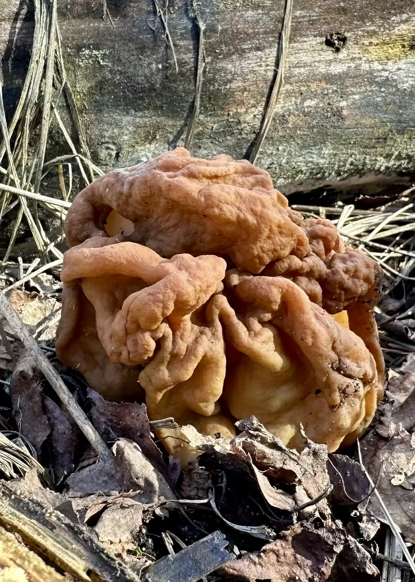 Строчок гигантский: кулинарная находка или рискованное угощение?