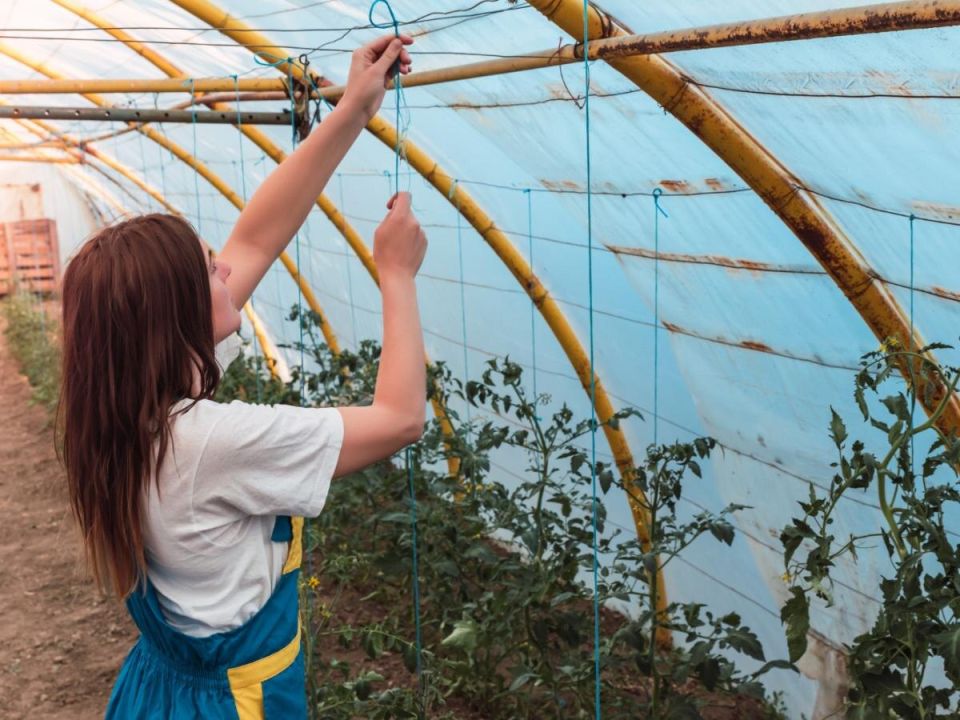 ������� � ������ ��������: ������ ��� ����� ���������� ����������� ��� ������ ������