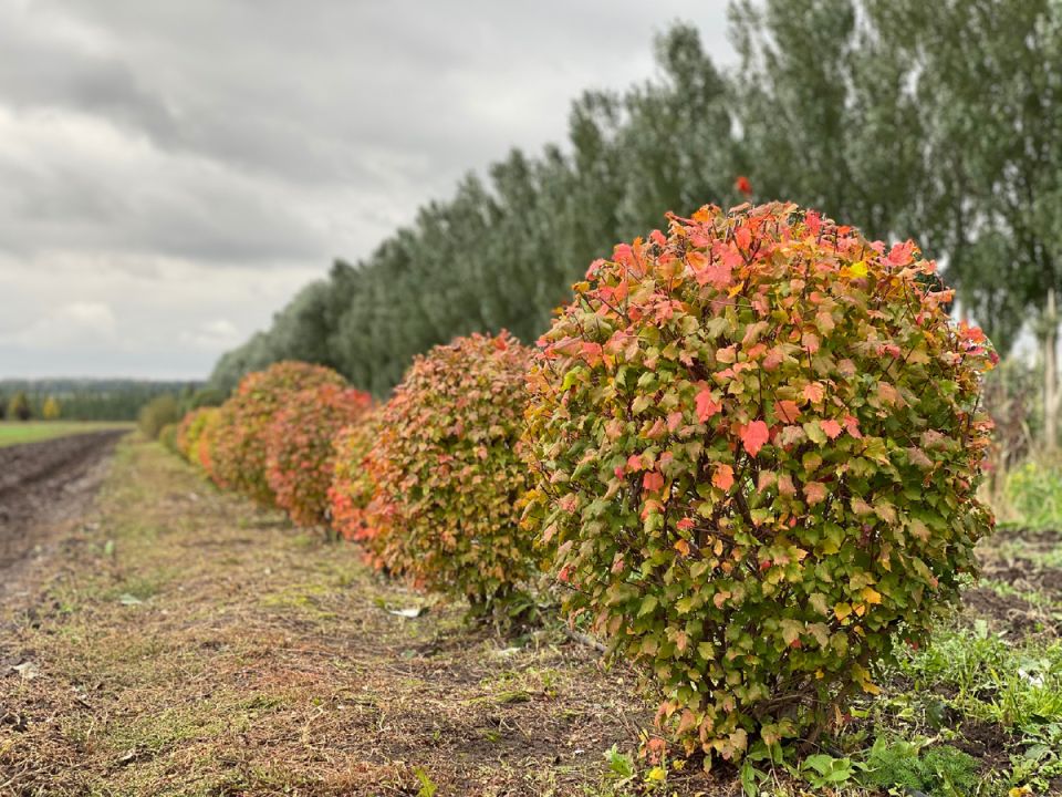 ���� �������: ������� ������ � ����, ������� ������������