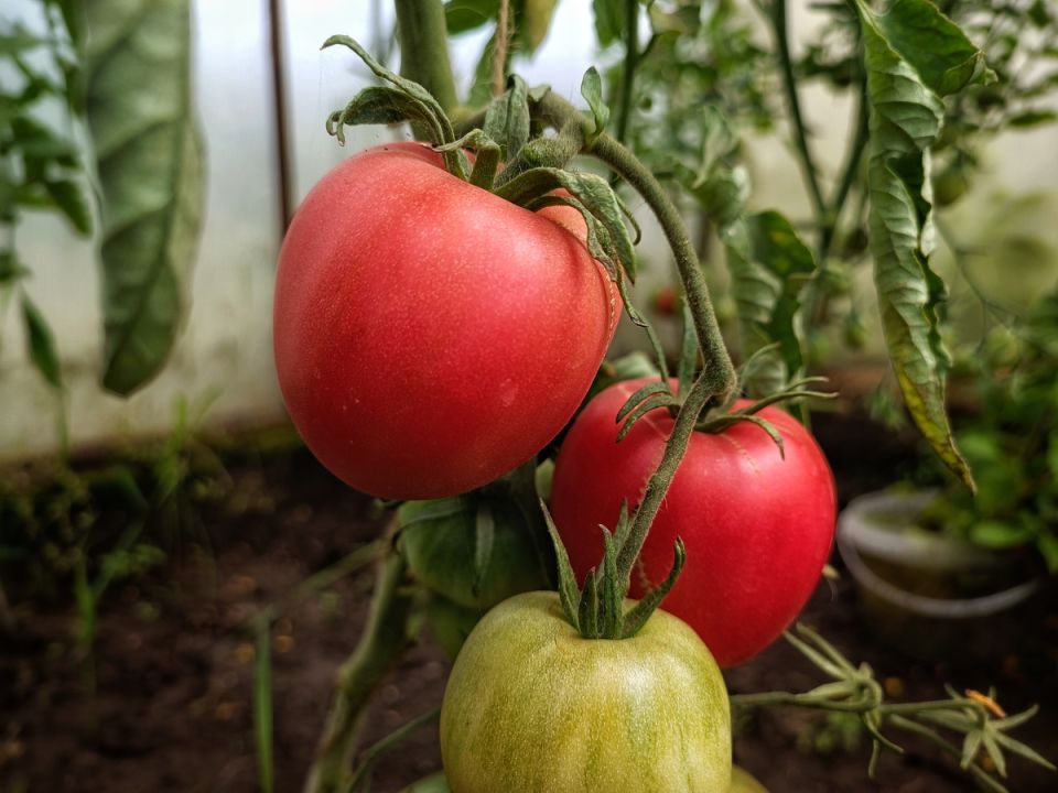 ��� ��������� ������ � ������ ����