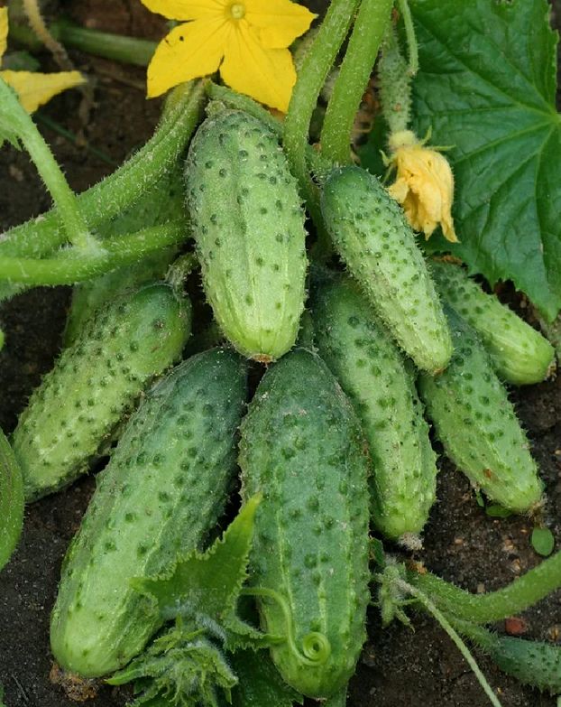 ��� ��������� ���������, ������� ������ ������ �� �������� � ��������� ������� ������