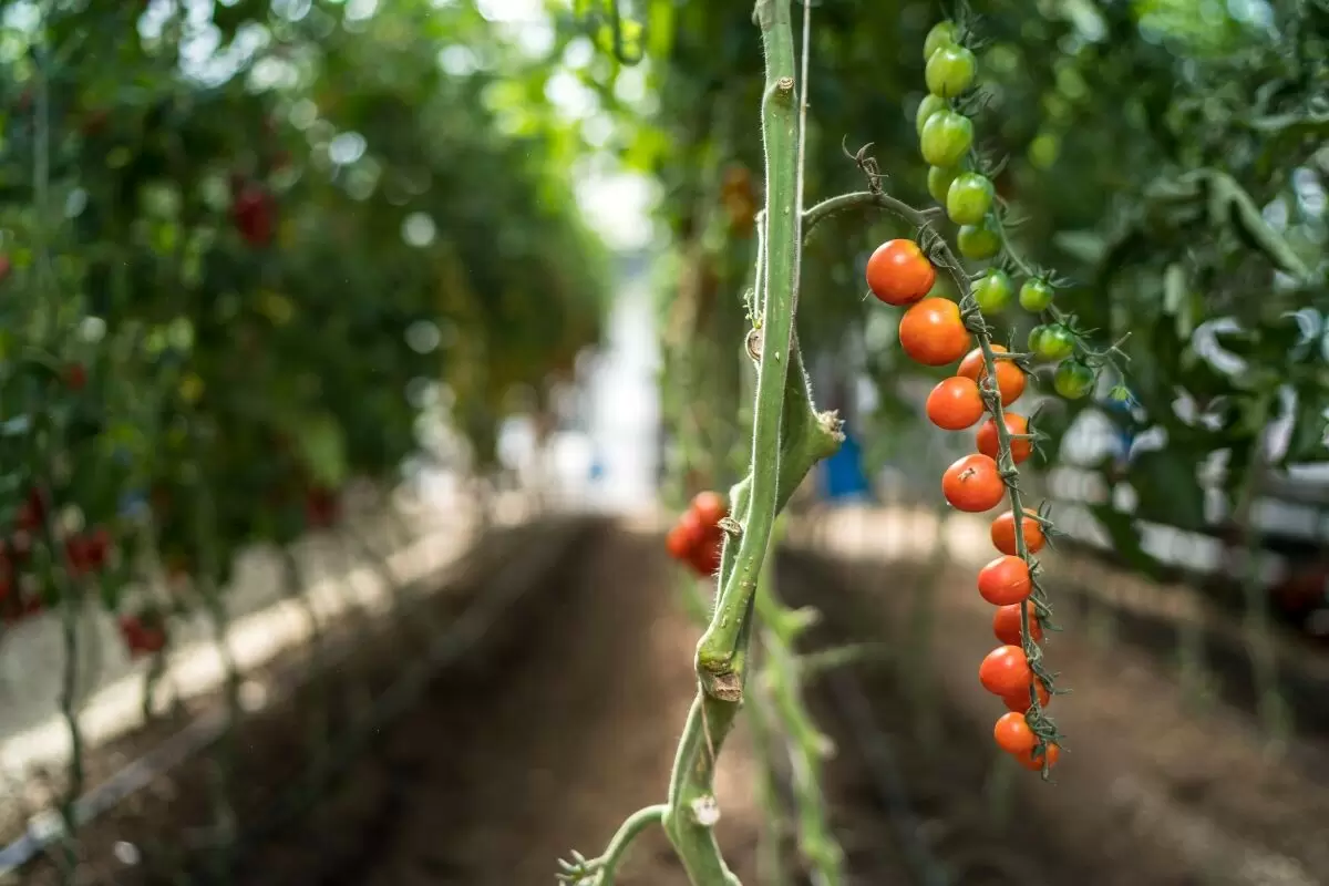 Ученые нашли способ обеспечить томаты стойкостью к холоду