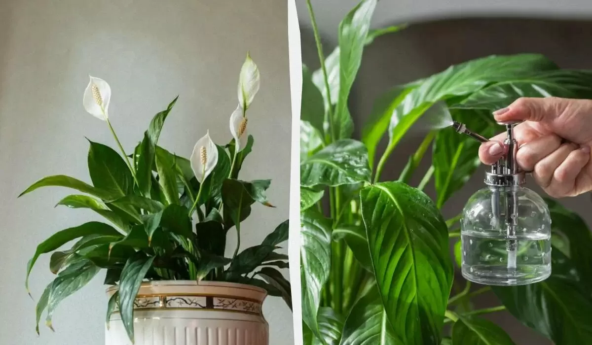 Как вернуть спатифиллуму цветение с помощью простых домашних средств