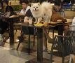 Абсурдные ситуации в кафе: когда любовь к питомцам и детям переходит границы