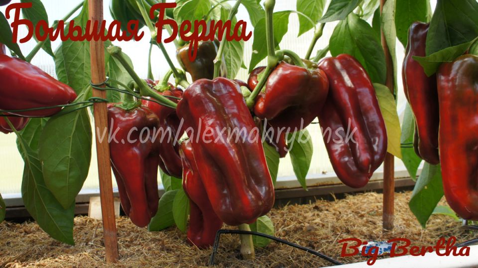 ������ ����� �������� �����: ���-10 ��� ������ �������