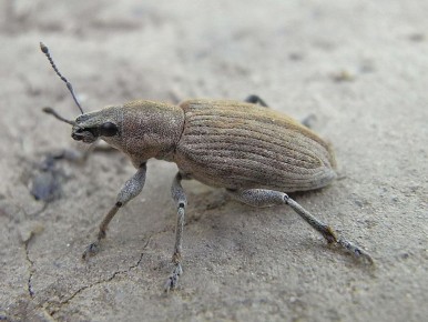 ���������� �����������: �������� ���� ������ ��������