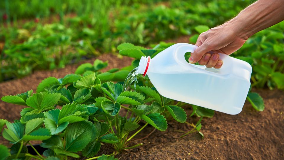 ��� ��������� ����������� �������� � ����: ������� ���������