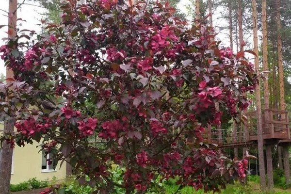 ���������� ������ ������: �� ������� ����� �� �������������� �����