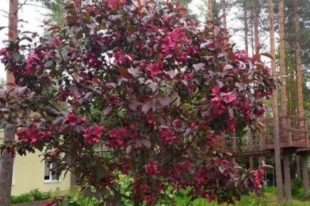 Очарование яблони Роялти: от лёгкости ухода до восхитительных видов