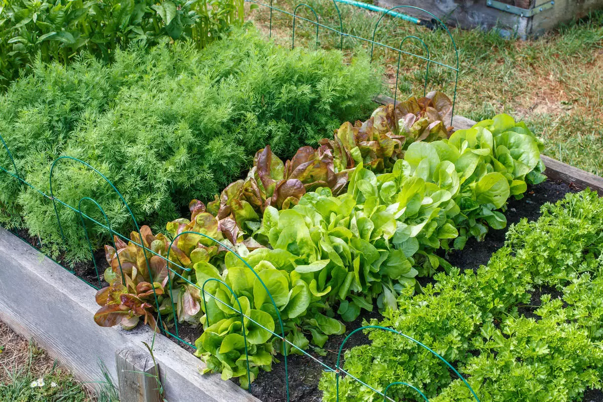 Как максимально эффективно использовать свободные грядки: что посеять в конце июня