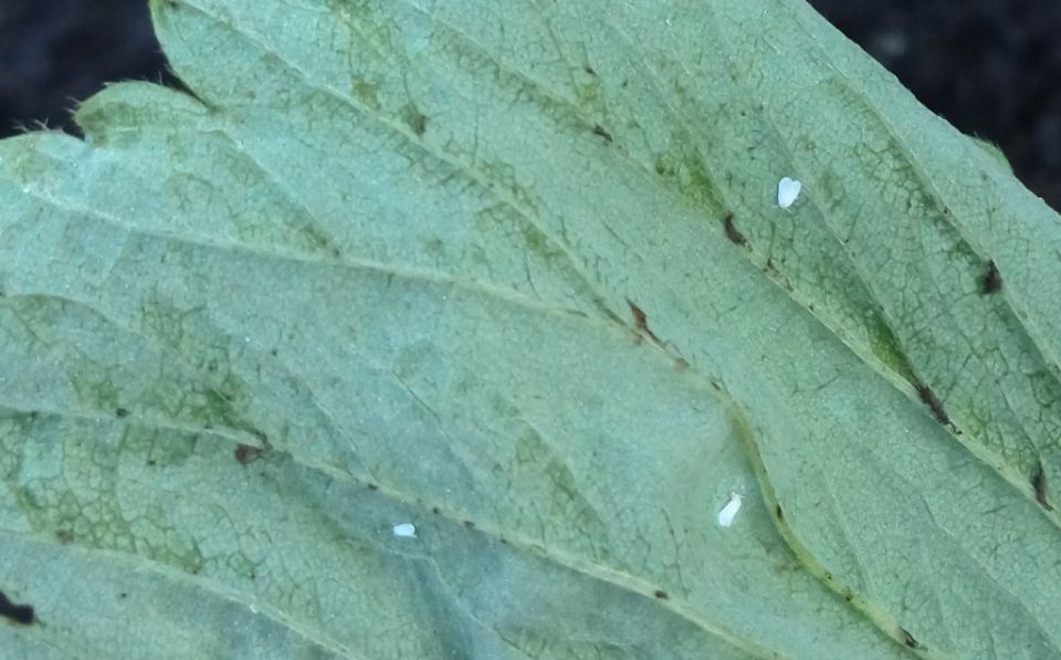 ��� ���������� � �������� �����������: ������ � ��������� ��� �����������