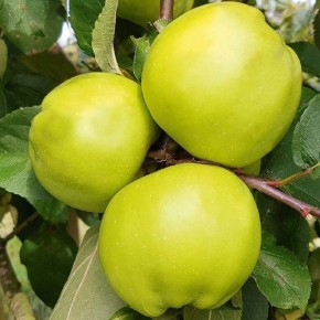 ��������� ��� ��������������: ������� ������ � ��������� ������ � ��������������