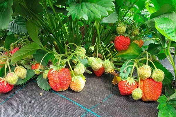 �������� �����: ������� ������� ������ � �������������� �����