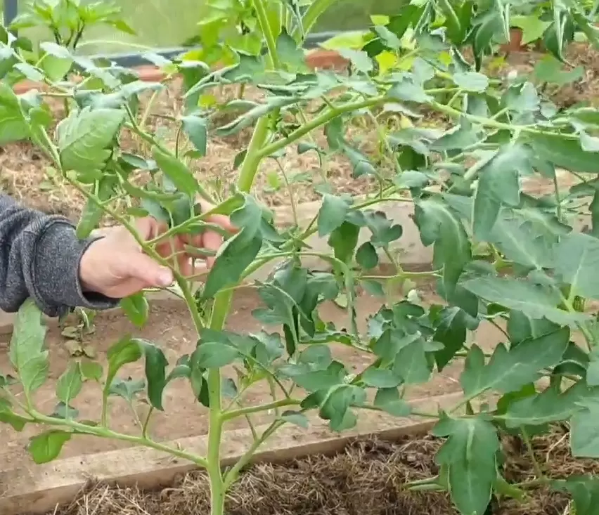 Секреты формировки томатов: путь к богатому урожаю