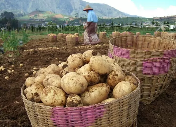 Как увеличить урожай картофеля: Советы опытных огородников