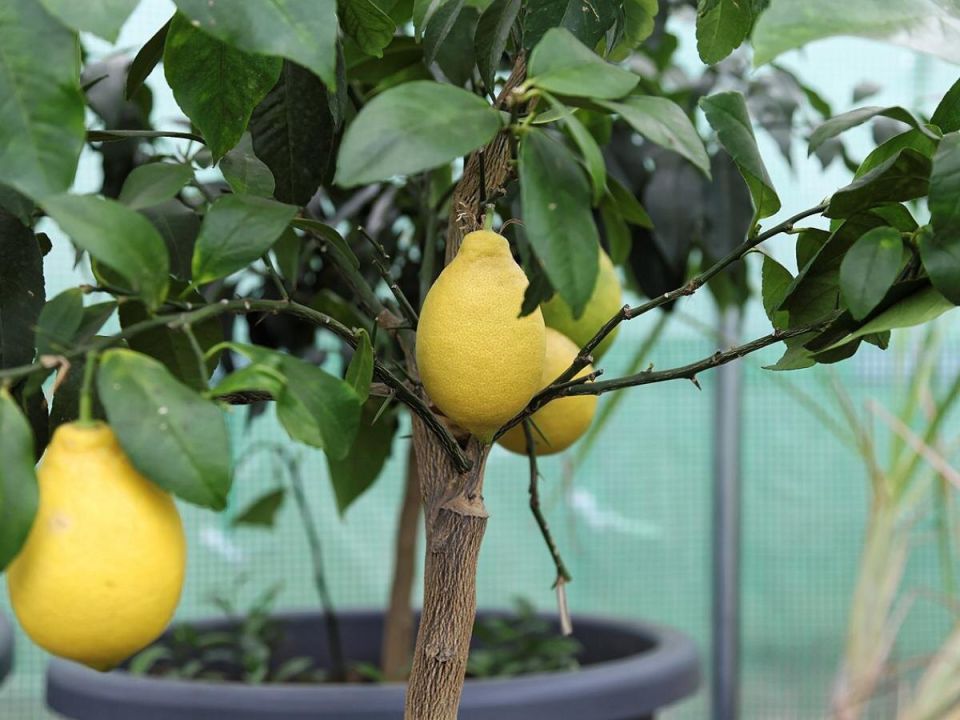 �������� ������: ������ �� ������� � ��������� ����