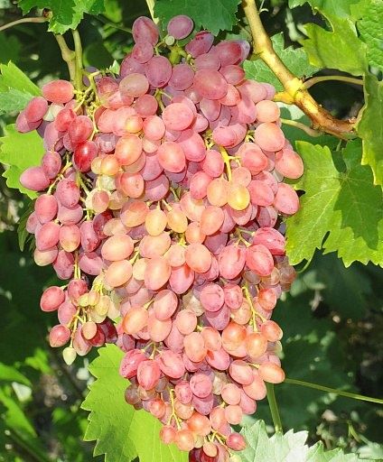 ��������, ������� ������ ������� ���� ����� ������� �������