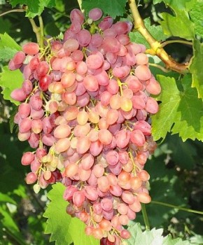 ��������, ������� ������ ������� ���� ����� ������� �������