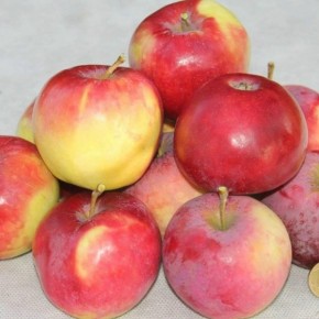 ������ ����������: ������ ���� � �������� �������� �� ������ ��������