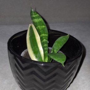 ��� ������� ������������� �������� ��� ���� � �� ������ ������